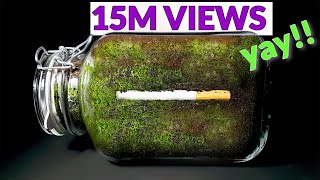 CIGARETTE IN SOIL  1 YEAR Time Lapse 8K [upl. by Gelasius172]