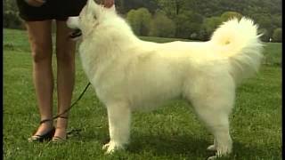 Samoyed  AKC Dog Breed Series [upl. by Anitnahs981]