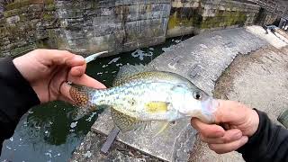 Trying out the ACC Crappie Stix 10ft rod and the Shank acccrappiestix piscifun [upl. by Adabelle]