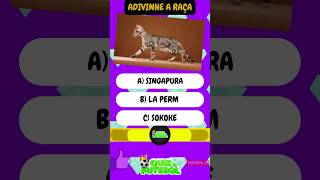 🐈 ADIVINHE A RAÇA DO GATO 😺 quiz gatos siames gatosengraçados gatosfofosengraçados [upl. by Akoyn]