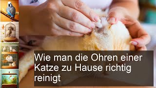 Die perfekte Anleitung Katzenohren zu Hause richtig reinigen [upl. by Ezitram]