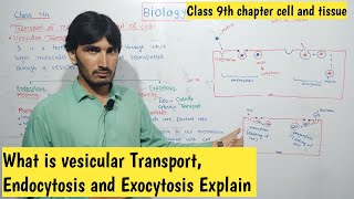 Vesicular Transport  Exocytosis  Endocytosis and its types  class 9th  cell and tissue [upl. by Torruella709]