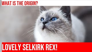 Meet the Charming Selkirk Rex Cat A Purrrfect Pet [upl. by Rheingold]