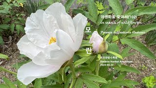 모란 Paeonia suffruticosa 야생화를 찾아서102 in search of wildflowers 대전한밭수목원 Daejeon Hanbat Arboretum [upl. by Karyl]