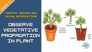 To Observe Vegetative Propagation in Plant  SEE Class10 [upl. by Katlin]