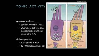 Cranial Nerve 8 Hearing and Balance [upl. by Tamsky]