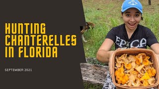 Florida mushroom hunting Chanterelles [upl. by Anertal]