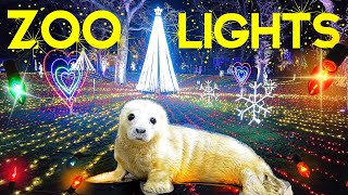 🐼🌲CHICAGO HOLIDAY ZOOLIGHTS 🎅 LINCOLN PARK ZOO 🎅 WALKING TOUR [upl. by Arsuy]