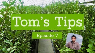 Toms Tips 7  Griselinia littoralis  Greenwood Plants [upl. by Scarlet673]