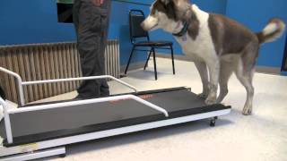 How to Train a Dog To Walk or Run On A Treadmill  Tyler Muto Dogmanship [upl. by Oinota228]