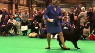 CRUFTS17  flatcoated retrievers  best dog CC [upl. by Perrie]