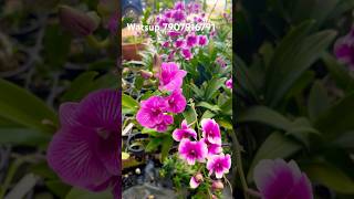 Compactum Orchids shorts short shortsvideo youtube youtubeshorts youtubevideo orchid [upl. by Einahpetse]