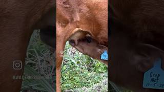 wildernessshores longhorns calf viral viralreels viralvideos trending trendingreels trend [upl. by Darius]