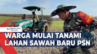 Warga Mulai Tanami Lahan Sawah Baru PSN [upl. by Beauvais]