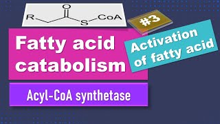 Activation of fatty acids Fatty acid oxidation Part 3 biochemistry [upl. by Ivor]