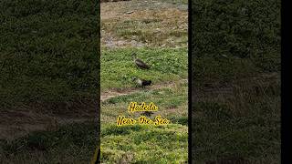 HADEDA Birds near the SEAThis IS So STRANGEThis is the first time that Ive seen them near Sea [upl. by Whetstone243]