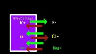 Resting Potential [upl. by Ahtelra]