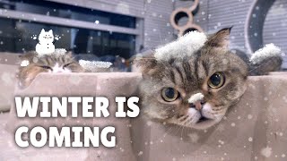 How Do Cats Survive the Winter  Kittisaurus Villains [upl. by Midan]