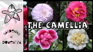 Growing Camellias  the most breathtaking varieties [upl. by Llertnor]