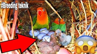 DAPAT GANITO ANG BREEDING SETUP NG AFRICAN LOVEBIRDS BREEDING TEKNIK FOR AFRICAN LOVEBIRDS [upl. by Matthaus687]