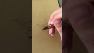 Draw a Grasshopper art drawing howtodraw creative shorts [upl. by Naenaj]