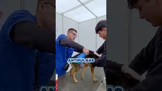 🔵⚪ CampañaVeterinaria ¡MANTÉN A TUS PELUDITOS LIMPIOS Y SANITOS 🐶🐱 [upl. by Dnomaj10]