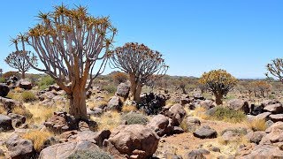 The Quiver Tree Forest and the Rock Hyraxes Namibia [upl. by Maddy]