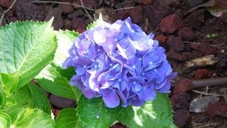 Hydrangea Gardening Purple Flowers Perennial Nursery Home and Garden Nurseries [upl. by Eniretac]