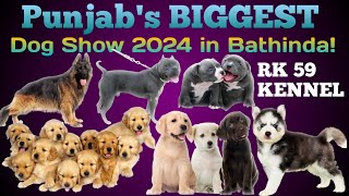 Punjabs BIGGEST Dog Show 2024 in Bathinda EXPERIENCE the BIGGEST Dog Show in Bathinda Punjab 2024 [upl. by Bittencourt956]