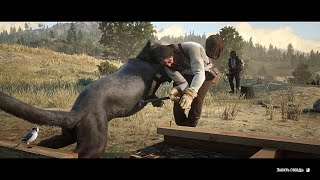 RDR2  Cougar prevents John from building a house [upl. by Aneerbas799]