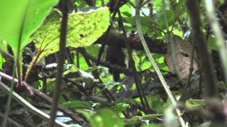 Alto Pisones Tapaculo Scytalopus alvarezlopezi  PNN Tatamá Colombia [upl. by Enaira661]