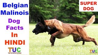 Belgian Malinois Dog Facts in HINDI  Popular Dogs  TUC  The Ultimate Channel [upl. by Akahs]