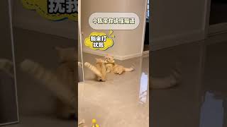 带你读懂猫语第三弹 猫语十级 猫咪叫声表达含义 猫语翻译器 猫叫声吸引猫 [upl. by Gilles]