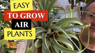 EASY TO GROW AIR PLANTS 😍 xerographica The Giant Tillandsia care tips and tricks for happy growth [upl. by Rod419]