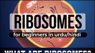 What is ribosomes in urduhindi for beginners  ribosomes definition  function of ribosomes [upl. by Pauline]