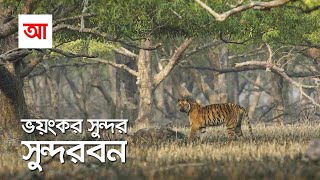 সুন্দর ভয়ংকর সুন্দরবন  সবচেয়ে বড় ম্যানগ্রোভ বন  আদ্যোপান্ত  Largest Mangrove Forest Sundarbans [upl. by Silvia464]