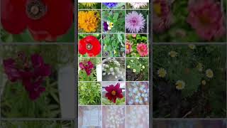 40 variety flower seed under 105 rs meeshofinds meesho meeshohaul meeshoshopping [upl. by Jaela787]