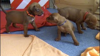 Rhodesian Ridgeback Puppies [upl. by Nissa]