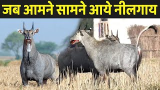 जब आमने सामने आये नीलगाय  Nilgai Ke Bare Mein Jankari [upl. by Allyce]