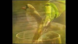 Houghton White Burgundy Commercial  Seek Out The Swans 1994 Australia [upl. by Yentirb]