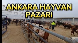 ANKARA ÇUBUK HAYVAN PAZARI 25 OCAK 2024 [upl. by Warden]