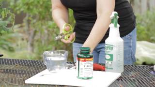 How to Make a Calcium Spray for Tomatoes  Garden Space [upl. by Aria]