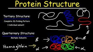 Protein Structure  Primary Secondary Tertiary amp Quarternary  Biology [upl. by Emearg]