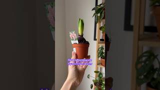 How to propagate Hyacinth in water 🌸 plants plantcare hyacinth houseplants gardening [upl. by Annig]