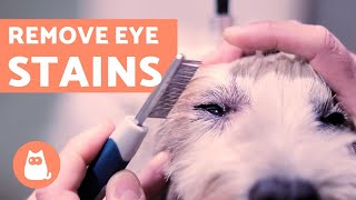 How to Clean a Dogs EYE STAINS  Ocular Hygiene [upl. by Deonne]