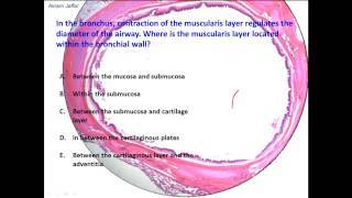 What are the histological differences between trachea and bronchus [upl. by Novrej]