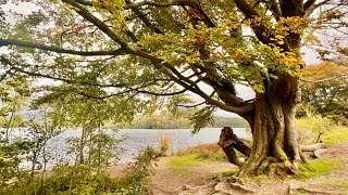 Autumn Leaves  Grasmere Lake [upl. by Retepnhoj258]