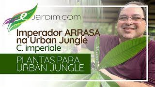 Imperador ARRASA na Urban Jungle  Chrysophyllum imperiale [upl. by Lacram227]