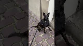 Drug Sniffing Dog Smells Something  ViralHog [upl. by Ammadis]