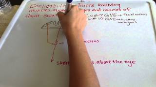 Corticobulbar Tract  Muscles of EyeampThroat [upl. by Sidman]